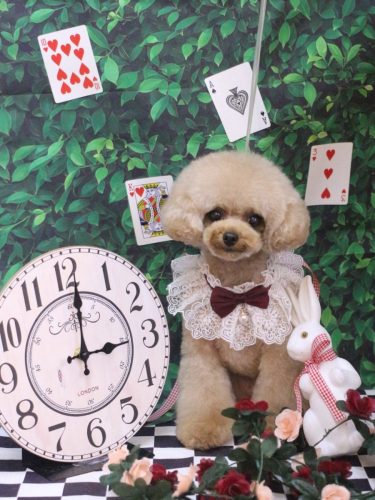 20250424ラブちゃん